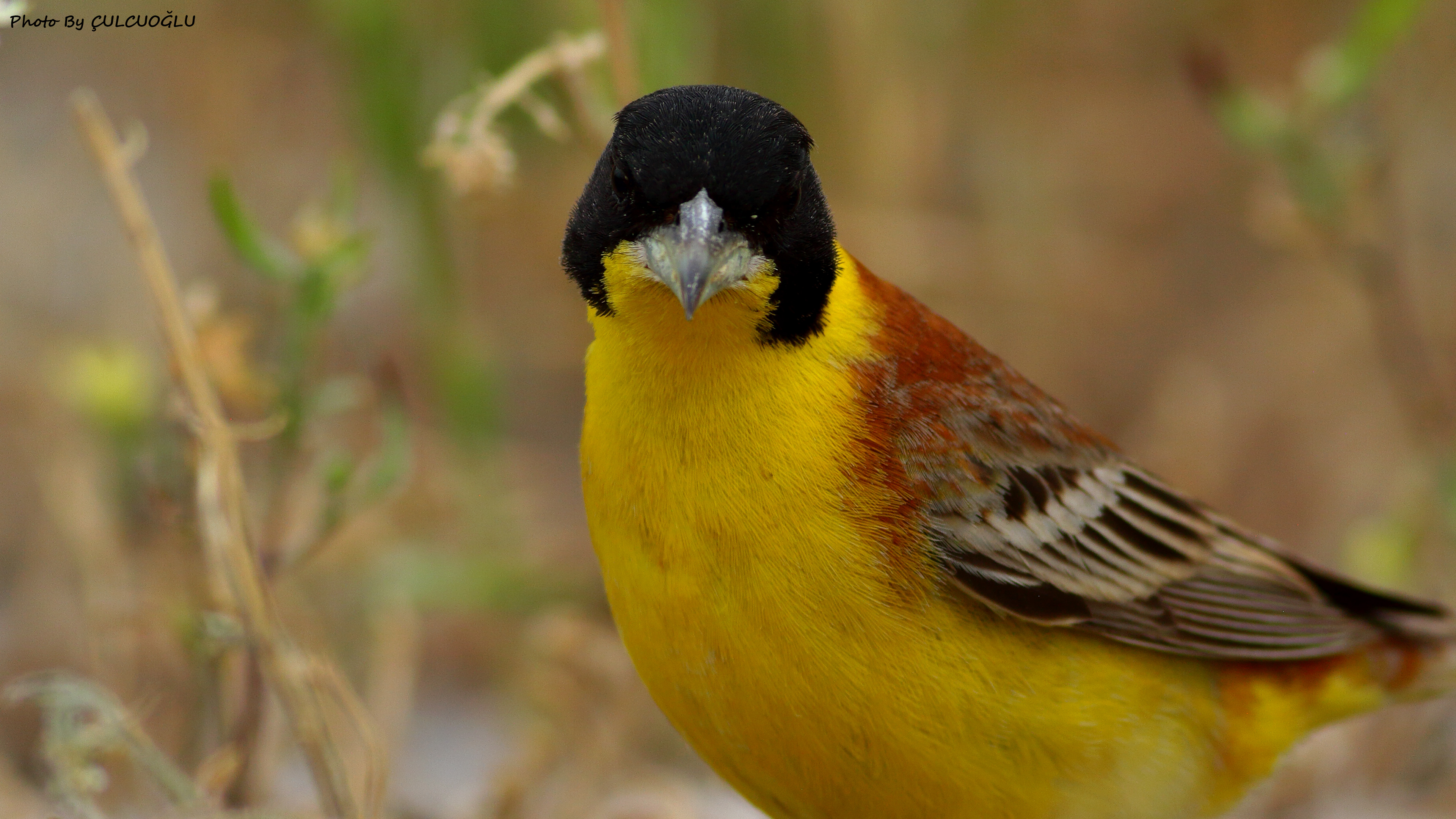 Black-headed Bunting